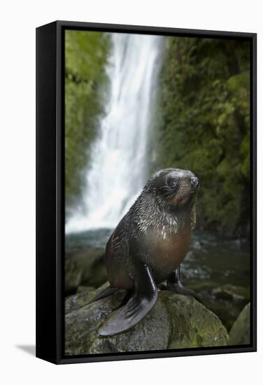 Baby New Zealand Fur Seal at Ohai Stream Waterfall, New Zealand-David Wall-Framed Stretched Canvas