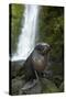 Baby New Zealand Fur Seal at Ohai Stream Waterfall, New Zealand-David Wall-Stretched Canvas