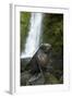 Baby New Zealand Fur Seal at Ohai Stream Waterfall, New Zealand-David Wall-Framed Photographic Print