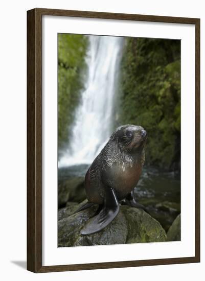 Baby New Zealand Fur Seal at Ohai Stream Waterfall, New Zealand-David Wall-Framed Photographic Print