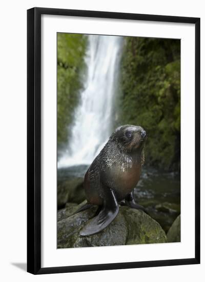 Baby New Zealand Fur Seal at Ohai Stream Waterfall, New Zealand-David Wall-Framed Photographic Print