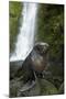 Baby New Zealand Fur Seal at Ohai Stream Waterfall, New Zealand-David Wall-Mounted Photographic Print