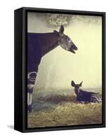 Baby Okapi Sitting on Mat of Straw as Its Mother Looks on at Parc Zooligique of Vincennes-Loomis Dean-Framed Stretched Canvas