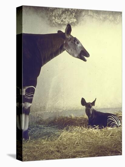 Baby Okapi Sitting on Mat of Straw as Its Mother Looks on at Parc Zooligique of Vincennes-Loomis Dean-Stretched Canvas