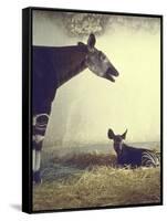 Baby Okapi Sitting on Mat of Straw as Its Mother Looks on at Parc Zooligique of Vincennes-Loomis Dean-Framed Stretched Canvas