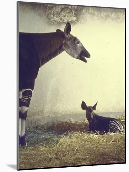 Baby Okapi Sitting on Mat of Straw as Its Mother Looks on at Parc Zooligique of Vincennes-Loomis Dean-Mounted Photographic Print