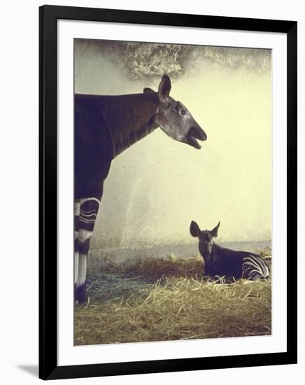 Baby Okapi Sitting on Mat of Straw as Its Mother Looks on at Parc Zooligique of Vincennes-Loomis Dean-Framed Photographic Print