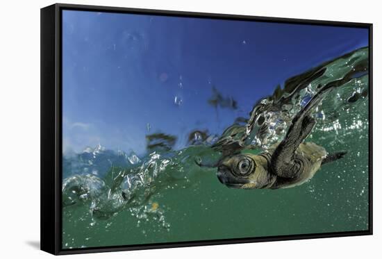 Baby Olive Ridley Sea Turtle (Lepidochelys Olivacea) Swims from Where it Hatched, Costa Rica-Solvin Zankl-Framed Stretched Canvas