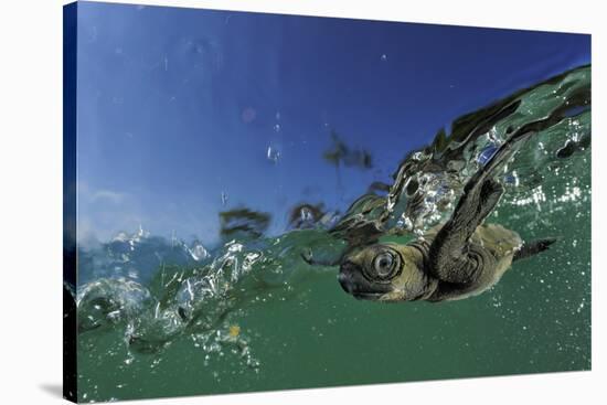 Baby Olive Ridley Sea Turtle (Lepidochelys Olivacea) Swims from Where it Hatched, Costa Rica-Solvin Zankl-Stretched Canvas