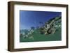 Baby Olive Ridley Sea Turtle (Lepidochelys Olivacea) Swims from Where it Hatched, Costa Rica-Solvin Zankl-Framed Photographic Print