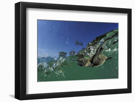 Baby Olive Ridley Sea Turtle (Lepidochelys Olivacea) Swims from Where it Hatched, Costa Rica-Solvin Zankl-Framed Photographic Print