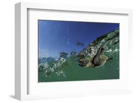 Baby Olive Ridley Sea Turtle (Lepidochelys Olivacea) Swims from Where it Hatched, Costa Rica-Solvin Zankl-Framed Photographic Print