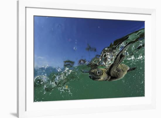 Baby Olive Ridley Sea Turtle (Lepidochelys Olivacea) Swims from Where it Hatched, Costa Rica-Solvin Zankl-Framed Photographic Print