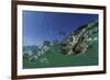 Baby Olive Ridley Sea Turtle (Lepidochelys Olivacea) Swims from Where it Hatched, Costa Rica-Solvin Zankl-Framed Photographic Print