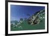 Baby Olive Ridley Sea Turtle (Lepidochelys Olivacea) Swims from Where it Hatched, Costa Rica-Solvin Zankl-Framed Photographic Print