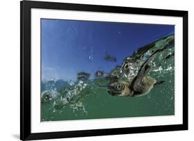 Baby Olive Ridley Sea Turtle (Lepidochelys Olivacea) Swims from Where it Hatched, Costa Rica-Solvin Zankl-Framed Photographic Print