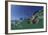 Baby Olive Ridley Sea Turtle (Lepidochelys Olivacea) Swims from Where it Hatched, Costa Rica-Solvin Zankl-Framed Photographic Print