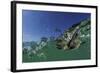 Baby Olive Ridley Sea Turtle (Lepidochelys Olivacea) Swims from Where it Hatched, Costa Rica-Solvin Zankl-Framed Photographic Print