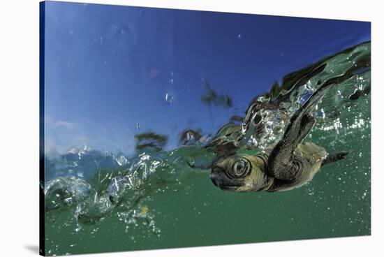 Baby Olive Ridley Sea Turtle (Lepidochelys Olivacea) Swims from Where it Hatched, Costa Rica-Solvin Zankl-Stretched Canvas