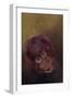 Baby orang-utan 2, 2010-Odile Kidd-Framed Giclee Print