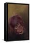 Baby orang-utan 2, 2010-Odile Kidd-Framed Stretched Canvas
