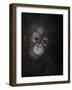 Baby orang-utan 3, 2015-Odile Kidd-Framed Giclee Print