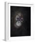 Baby orang-utan 3, 2015-Odile Kidd-Framed Giclee Print