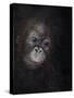 Baby orang-utan 3, 2015-Odile Kidd-Stretched Canvas