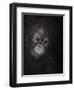 Baby orang-utan 3, 2015-Odile Kidd-Framed Giclee Print