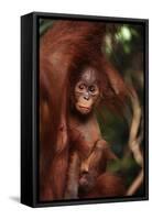 Baby Orangutan Clinging to its Mother-DLILLC-Framed Stretched Canvas