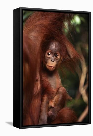 Baby Orangutan Clinging to its Mother-DLILLC-Framed Stretched Canvas