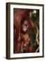 Baby Orangutan Clinging to its Mother-DLILLC-Framed Premium Photographic Print