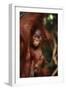 Baby Orangutan Clinging to its Mother-DLILLC-Framed Premium Photographic Print