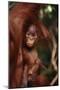 Baby Orangutan Clinging to its Mother-DLILLC-Mounted Premium Photographic Print