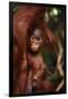 Baby Orangutan Clinging to its Mother-DLILLC-Framed Premium Photographic Print