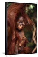 Baby Orangutan Clinging to its Mother-DLILLC-Framed Stretched Canvas