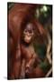 Baby Orangutan Clinging to its Mother-DLILLC-Stretched Canvas