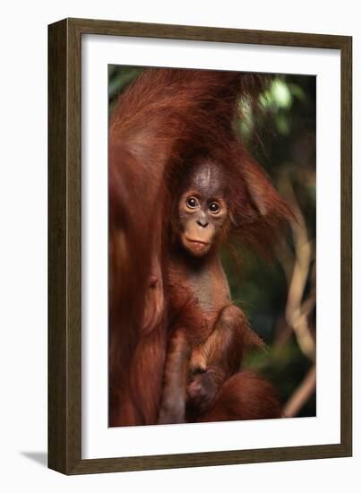 Baby Orangutan Clinging to its Mother-DLILLC-Framed Photographic Print