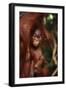 Baby Orangutan Clinging to its Mother-DLILLC-Framed Photographic Print