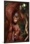Baby Orangutan Clinging to its Mother-DLILLC-Framed Photographic Print