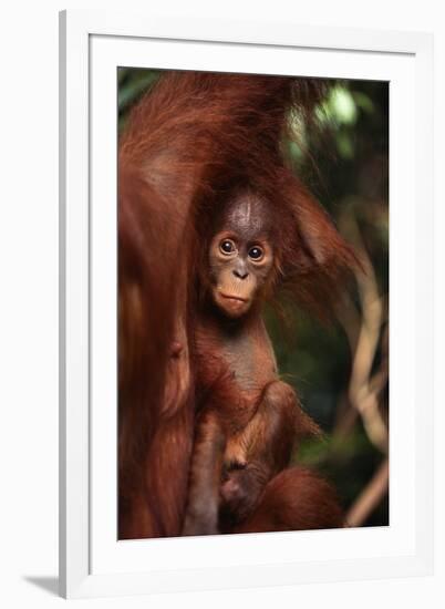 Baby Orangutan Clinging to its Mother-DLILLC-Framed Photographic Print