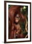 Baby Orangutan Clinging to its Mother-DLILLC-Framed Photographic Print