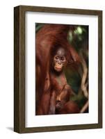 Baby Orangutan Clinging to its Mother-DLILLC-Framed Photographic Print