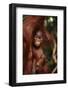 Baby Orangutan Clinging to its Mother-DLILLC-Framed Photographic Print