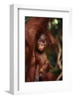 Baby Orangutan Clinging to its Mother-DLILLC-Framed Photographic Print