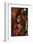 Baby Orangutan Clinging to its Mother-DLILLC-Framed Photographic Print