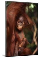 Baby Orangutan Clinging to its Mother-DLILLC-Mounted Photographic Print
