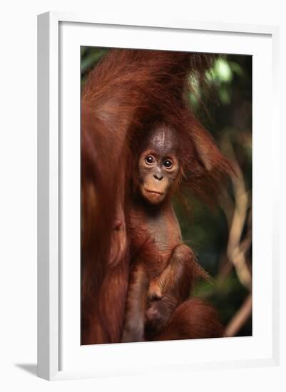 Baby Orangutan Clinging to its Mother-DLILLC-Framed Photographic Print