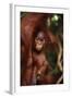 Baby Orangutan Clinging to its Mother-DLILLC-Framed Photographic Print