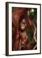 Baby Orangutan Clinging to its Mother-DLILLC-Framed Photographic Print